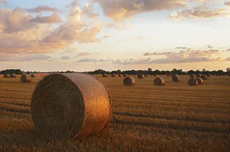 Photo art by Alexander Barth: tranquil wheat field under a clear sky.