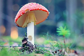 Photo art by Steffi Fleischer: Fairytale forest scene with fly agaric mushroom