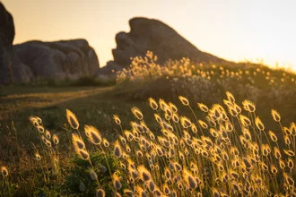 Photo art by Monika Schwager: soft rocks in evening light with grasses