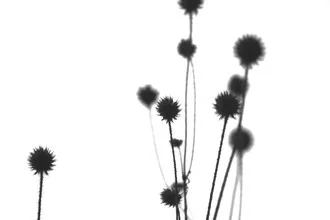 Photo art by Sandra Fritz: stylish silhouette of globe thistles in black and white