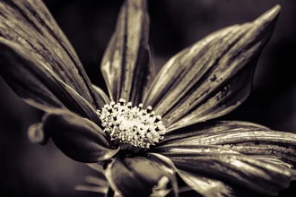 Photo art by Markus Landsmann: gentle blossoms in black and white with a calm, natural feel