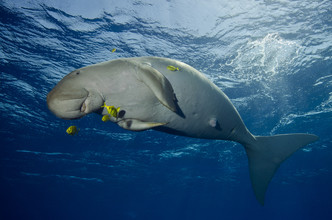 Christian Schlamann, Happy Dugong (Egypt, Africa)