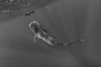Photo art by Christian Schlamann: whale shark under sunrays in clear water