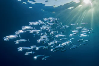 Photo art by Christian Schlamann: school of mackerel in clear water
