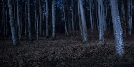 Photo art: tranquil beech forest landscape with soft light play