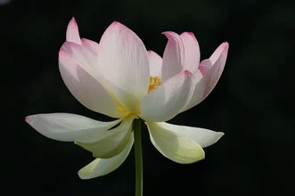 Delicate blossom in soft colors, appearing open and inviting.