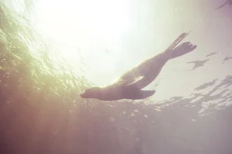 Photo art by Christian Göran: Seal swims in sunny water, evoking a relaxing summer vibe.