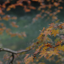Regis Boileau, Coral lips on jade canopy