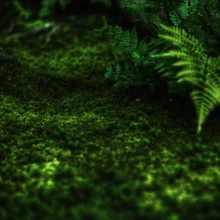 Waldszene mit Farnen und ruhiger Atmosphäre im japanischen Garten