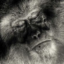 Regis Boileau, Creation of Laputa