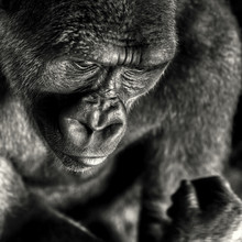 Regis Boileau, Man as a risen ape