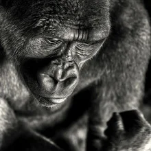 Photo art by Regis Boileau: lively gorilla in the Congo jungle.