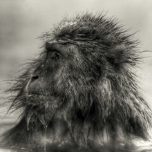 Regis Boileau, Arise, old Bishamon!
