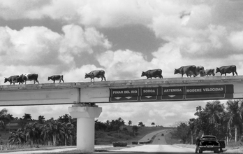 Lin Lin, Cows rossing