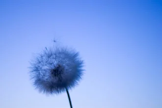 Photo art by Lucia Raies: delicate dandelion bloom in soft blue tones
