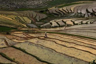 Photo art by Florian Justus Jaeger: rice fields in Vietnam, serene terraced landscape