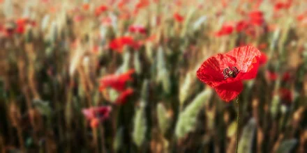 Fotokunst von Hannes Cmarits: leuchtend rote Mohnblume im Sommerfeld