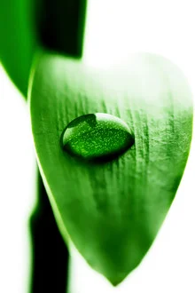 Water droplets on a bamboo leaf, soft colors and a calm mood.