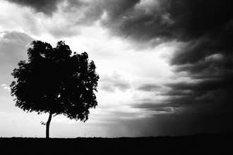 Falko Follert, Der Baum