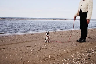 Photo art by Simon Bode: a pug on the beach with a leash in black and white style.
