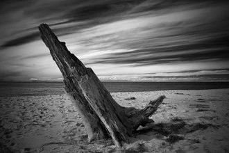 Fotografie von Oliver Buchmann: Totholz am Strand der Ostsee, sanfte Farben und ruhige Stimmung