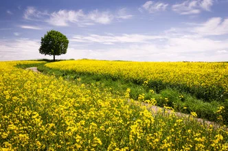 Beautiful spring field with blooming rapeseed and a linden tree by the path.