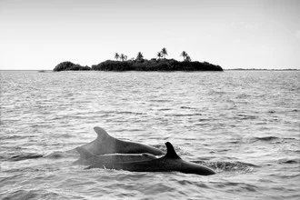 Photo art by Thomas Herzog: dolphins in a calm lagoon of the Maldives.