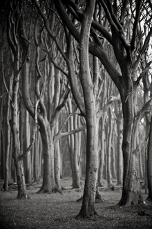J. Daniel Hunger, Baum #3 sw