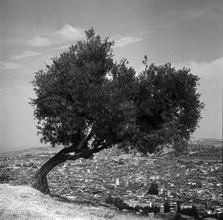 Photo art by David Scheffer: olive tree in the picturesque landscape of Morocco