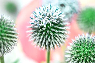 Nahaufnahme einer Distelblume mit feinen Details und sanften Farben.