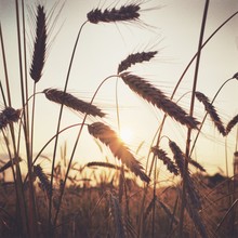 Gordon Gross, Cornfield - Germany, Europe)
