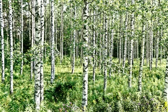Photo art by Tim Bendixen: birches in a green forest under sunny skies