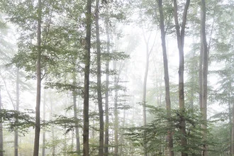 Photo art by Stefan Wensing: misty autumn forest with soft green hues.
