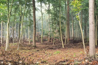 Photo art by Stefan Wensing: gentle view into the forest with autumn colors.