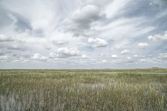Photo art by Michael Schulz-dostal: serene scene of the Everglades with water and plants