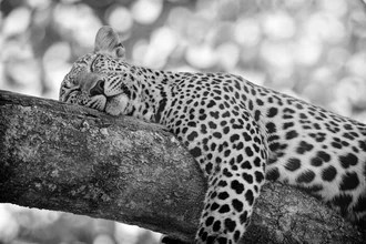 Black-and-white photo of a leopard in the savanna by Thomas Herzog