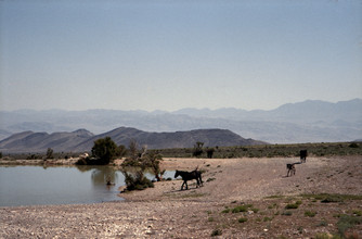 Kevin Russ, Horses at Waterhole (Vereinigte Staaten, Nordamerika)