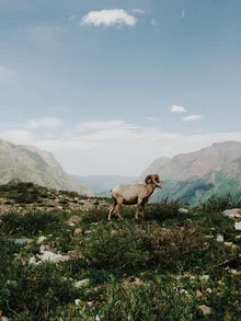 Photo art by Kevin Russ: Big Horn Sheep in the majestic Montana mountains