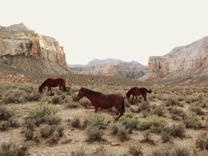 Kevin Russ, Southwest Wild Horses (Bermuda, Nordamerika)