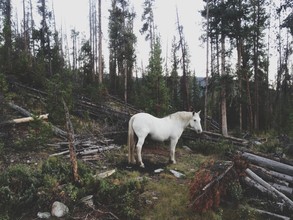 Kevin Russ, White Forest Horse