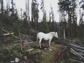 White horse in the woods, surrounded by trees and logs