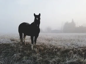 Frosty Morning Horse - fotokunst von Kevin Russ