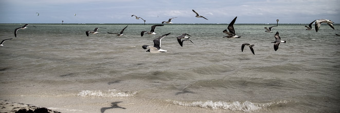 Michael Schulz-dostal, Florida XXXi