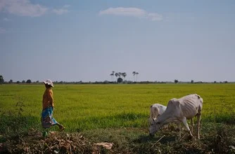 Landschaftsfoto von Jim Delcid: ruhiger Blick auf kambodschanische Farmlandschaft