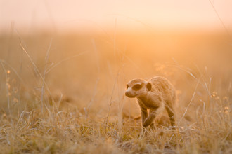 Dennis Wehrmann, Erdmännchen im Sonnenuntergang auf den Makgadikgadi Pfannen