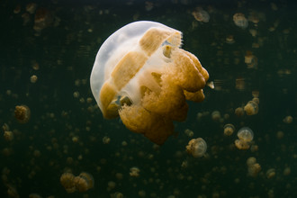 Boris Buschardt, Jellyfish Lake (Micronesia, Federated States of, Oceania)
