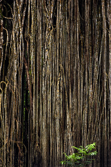 Franzel Drepper, Cathedral fig tree at Lake Eacham - Australia