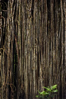 Photo art by Franzel Drepper: majestic fig tree at Lake Eacham, Australia.