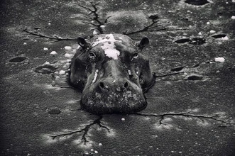 Photo art by Nicole Cambré: hippo in water, calm atmosphere.
