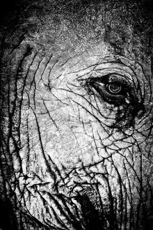 Close-up of an elephant's eye in soft tones, conveying calmness and connection.